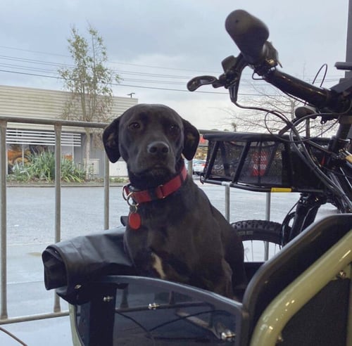 dog in e-bike